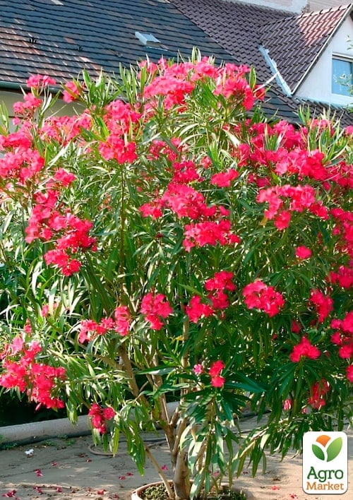 LMTD Олеандр цветущий 3-х летний "Emilie Red" (45-65см) - фото 6