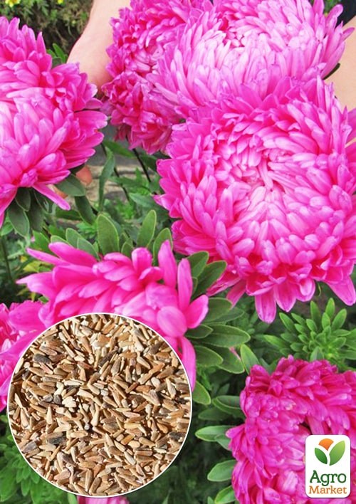 Астра "Пионовидная розовая" ТМ "Весна" 0.2г