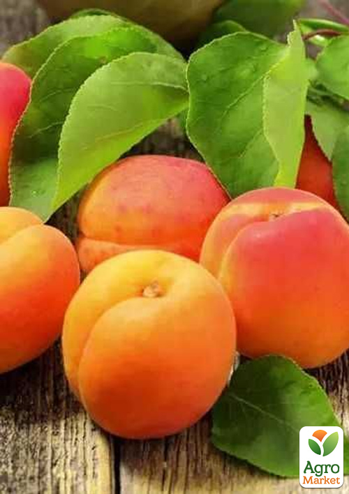 Абрикос "Фардао" (крупноплодный сорт, поздний срок созревания)