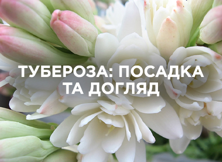 Тубероза: все про посадку, вирощування та догляд