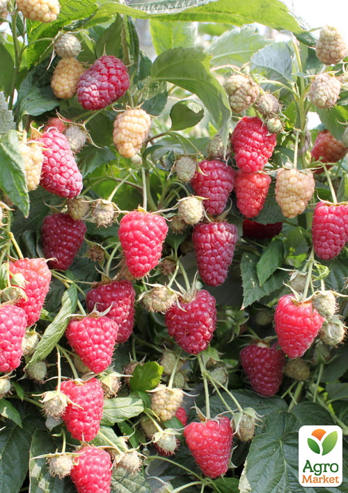 Малина ремонтантная "Эрика" (итальянский крупноплодный ранний, сорт) 1-летний саженец - фото 2