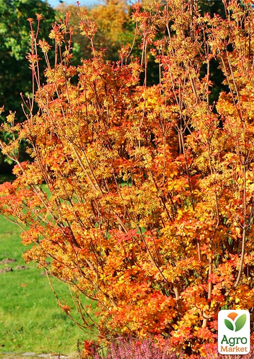 LMTD Енкіантус дзвоновий "Enkianthus campanulatus" висота 60-80см - фото 8