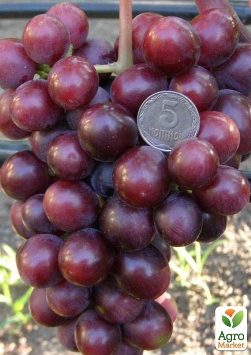 Виноград "Подарок Родионову" (высокие вкусовые качества с мускатным ароматом, раннеспелый) - фото 4