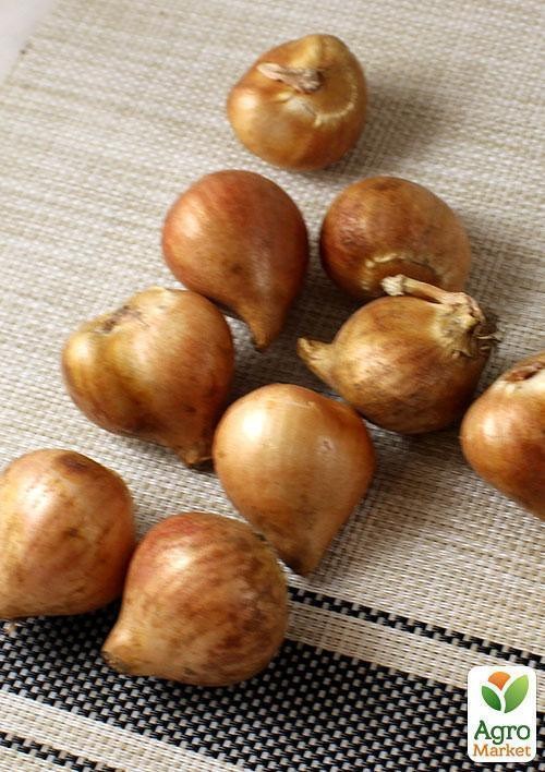 Тюльпан "Gorilla" (размер 11/12 , крупный) 3шт в упаковке - фото 2