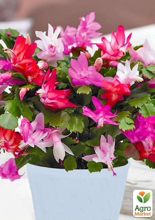 Шлюмбергера "Tricolor" (Декабрист, рождественник, зигокактус)