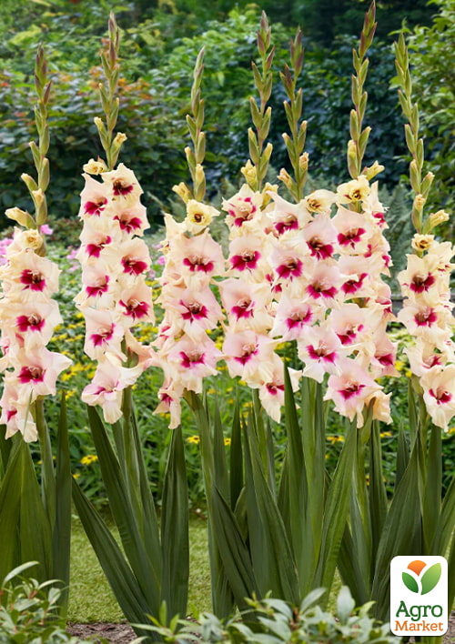 Гладиолус "Amber Mistique"  - фото 4