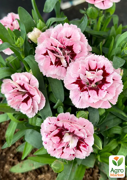 Гвоздика Махровая Oscar "Antique Pink" 