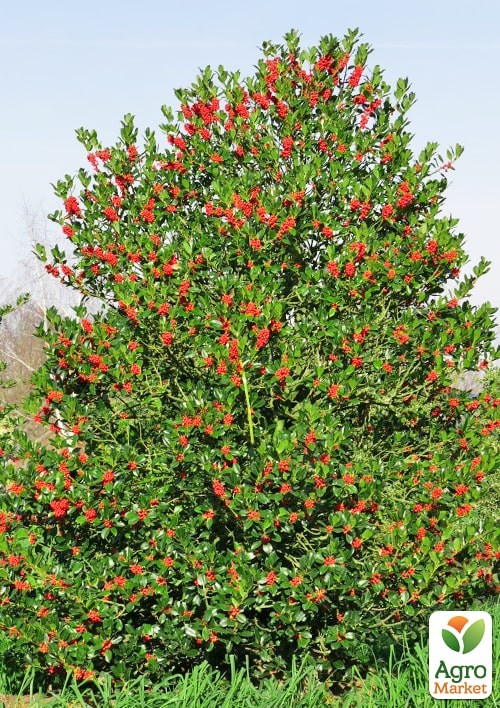 Падуб остролистный (Ilex aquifolium) вазон Р9 - фото 2
