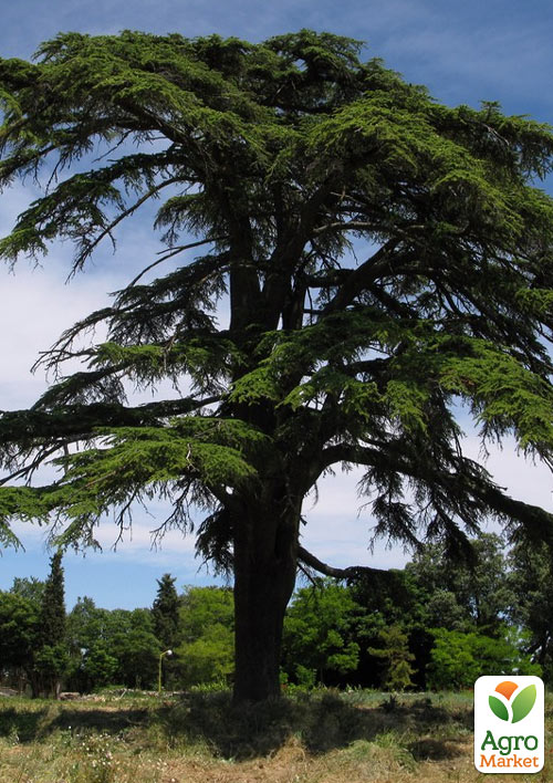 Кедр Ливанский (Cedrus libani) С1,5, высота 30-40 см - фото 3