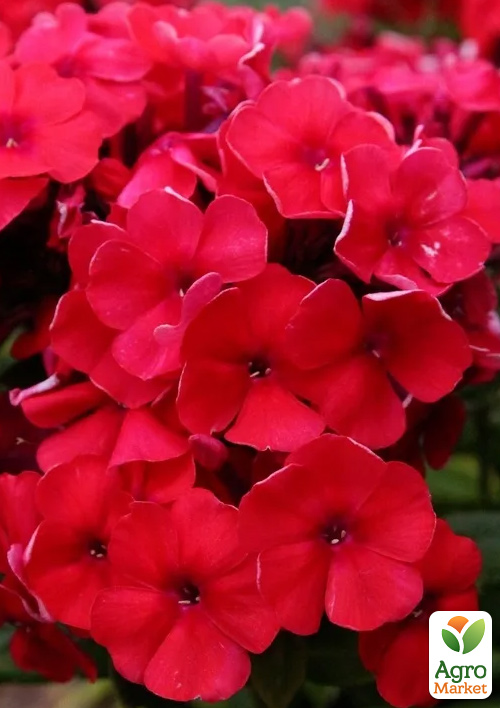 Флокс багаторічний "Red Riding Hood"