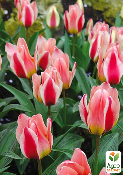 Тюльпан "Mary Ann" 