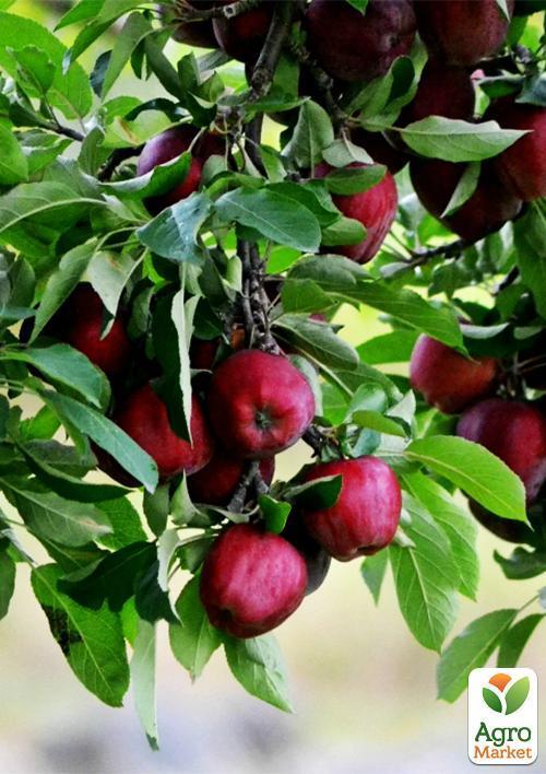 Эксклюзив! Яблоня красномясая "Редлов" (Redlov) (премиальный сочный сорт) - фото 4