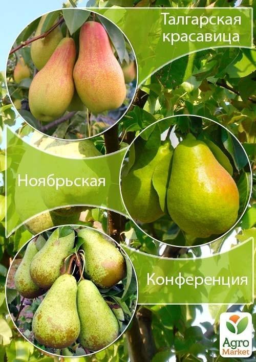 Ексклюзив! Дерево-сад Груша "Талгарська красуня + Листопадова + Конференція"