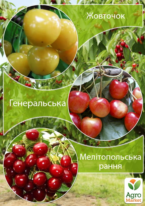 Дерево-садок Черешня "Жовточок"+Черешня "Генеральська"+Черешня "Мелітопольська рання"