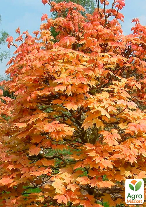 Клен белый "Явор" высота 50-100см - фото 2