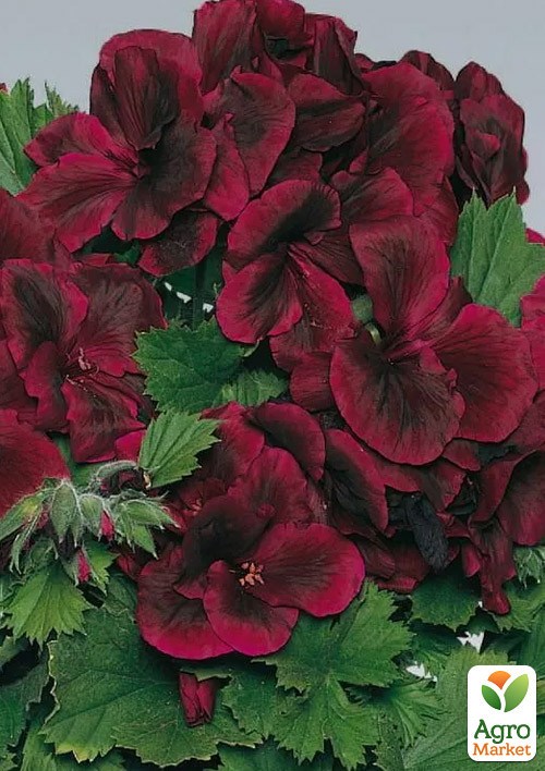 Пеларгонія Королівська Novita Classic "Red"