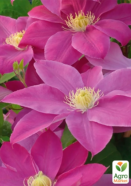 Клематис 2-х летний "Raspberry Cream" С2 - фото 4