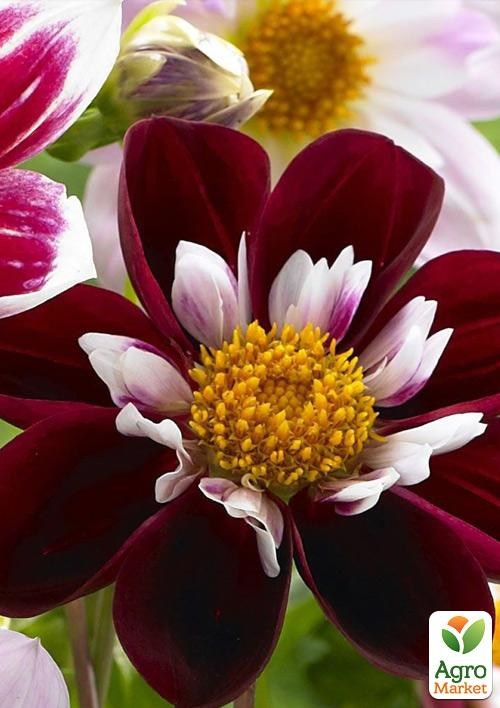 Георгина "Night Butterfly" - фото 2