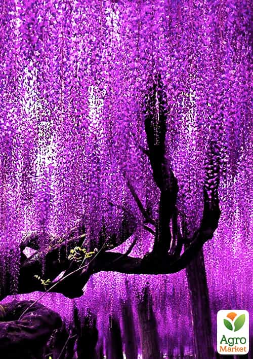 Эксклюзив! Глициния фиолетовая "Фиолетовый закат" (Purple sunset) (премиальный обильно цветущий сорт)  1 саженец в упаковке