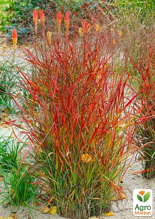 Паникум Розовый  "Hanse Herms" C1.5