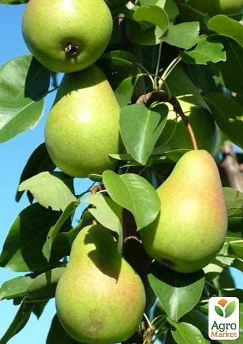 Груша колоновидная "Нежность" (осенний сорт, средний срок созревания)