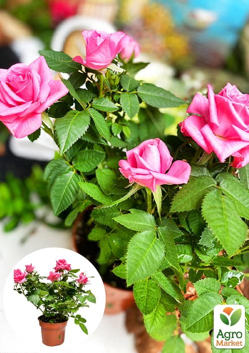 Роза Мініатюрна (кімнатна) "Cupcake" (Нідерланди)