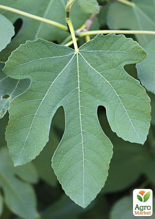 LMTD Инжир 5-и летний "Ficus Сarica" (крупноплодный, самоопыляемый сорт) высота 170-190см