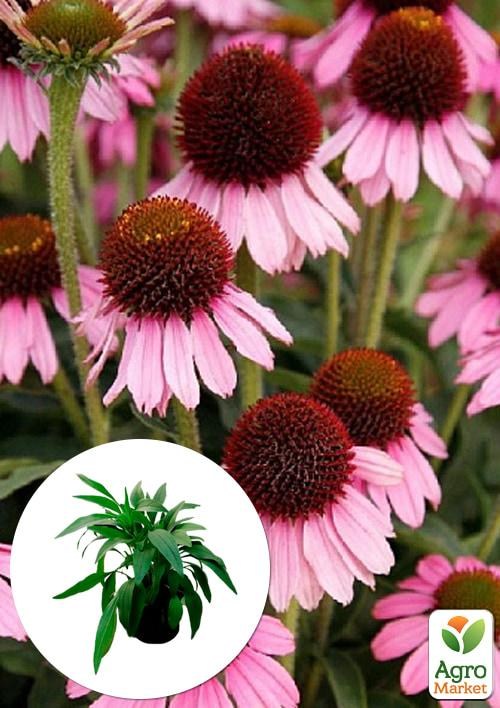 Эхинацея "Meditation Pink"