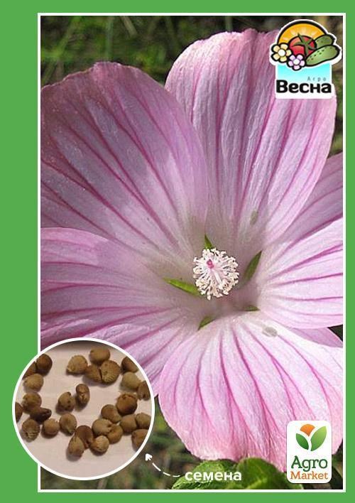 Малопа "Трироздільна" ТМ "Весна" 0.3г