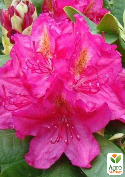 Рододендрон "Pearce`s American Beauty" вазон Р9