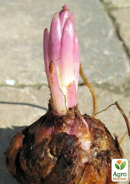 Лилия "Sweet Rosy" - фото 4