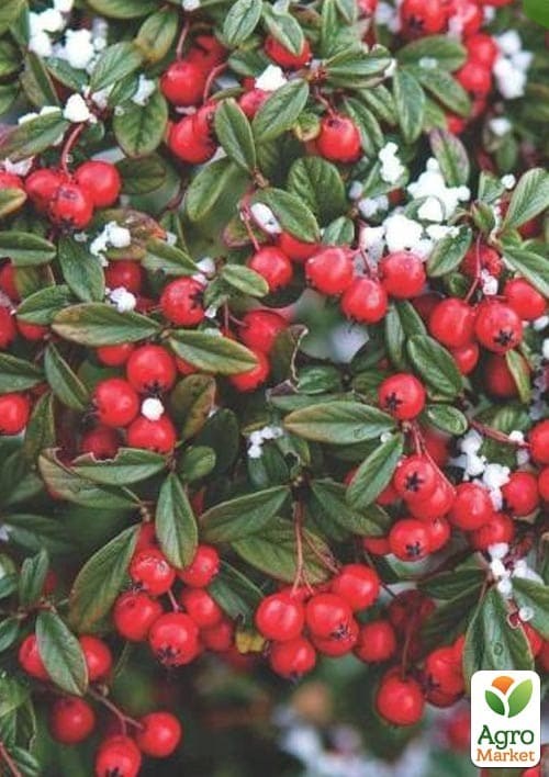 Кизильник иволистный "Parkteppich" контейнер р-9 - фото 4