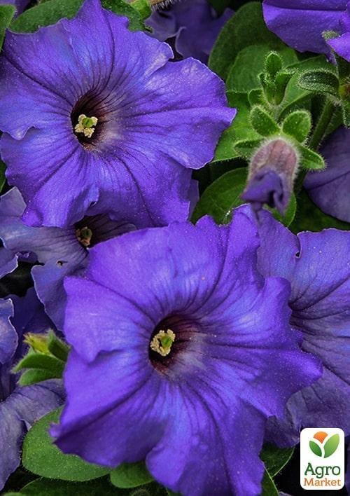 Петуния "Storm Violet" (контейнер №10, высота 10-15см)