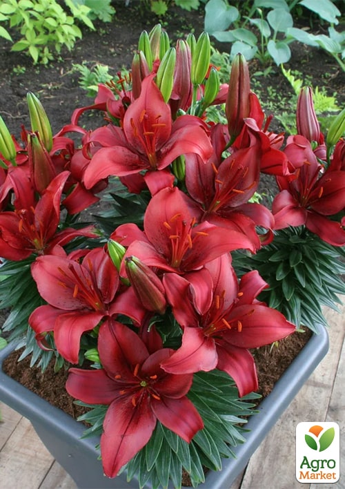 Лилия комнатная "Salinero" высота 30-40см