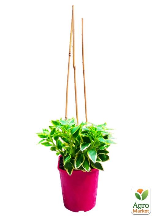 Альстромерия (перуанская лилия) "River Valley" С2 высота 30-60см - фото 3