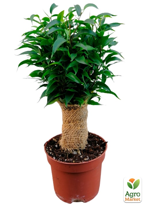 Фікус Бенджаміна "Natasja" - фото 5