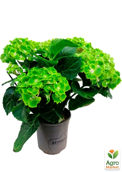 LMTD Гортензия крупнолистная цветущая 4-х летняя "Rembrandt Vibrant Verde" (40-60см)
