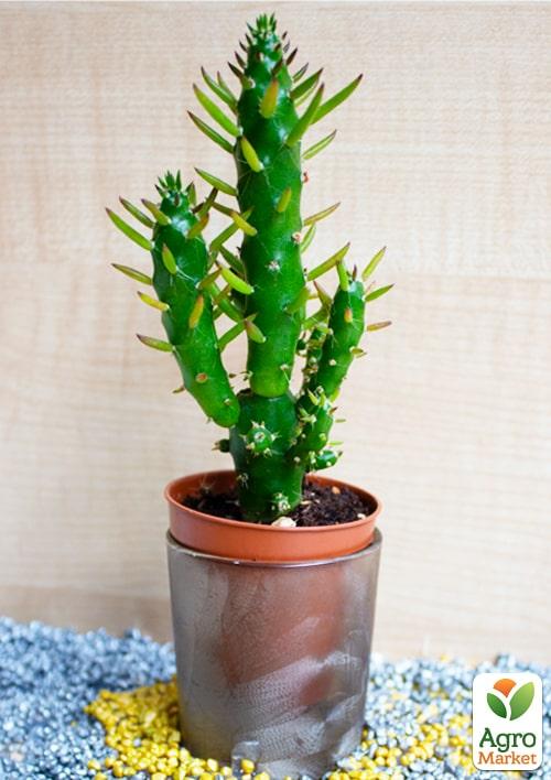 Кактус "Опунція" (Opuntia subulata) (Нідерланди)