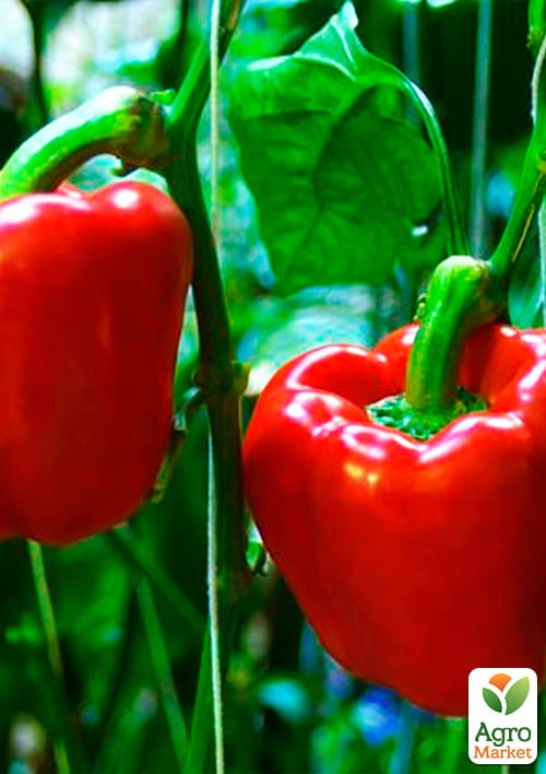 На развес Перец "Геркулес" ТМ "Весна" цена за 1г - фото 2