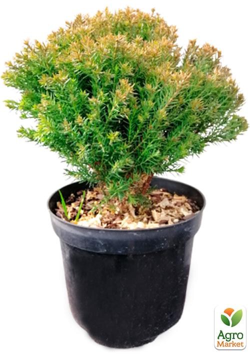 Туя западная "Anniek" вазон C2  высота 15-20см - фото 2