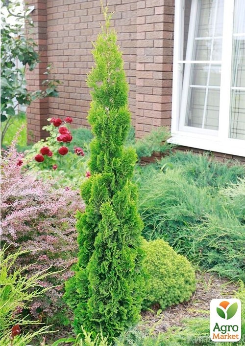 Туя західна Spiralis С5, висота 80-90см