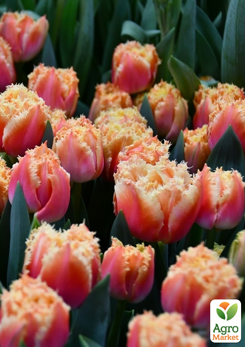 Тюльпан "Brisbane"