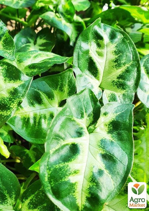 Сингоніум "Pixie" висота 20-30см - фото 6