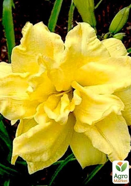 Лилейник "Double River Wye" 1шт в упаковке