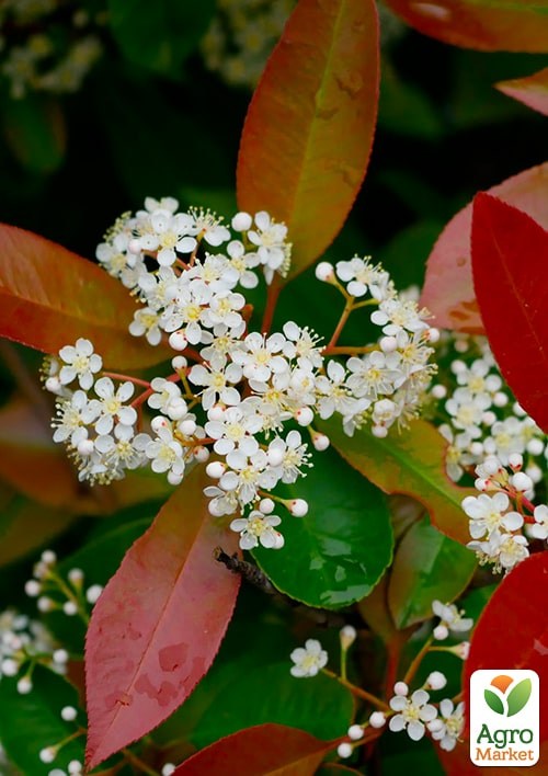 Фотиния Фразера "Little Red Robin" вазон Р9 - фото 4