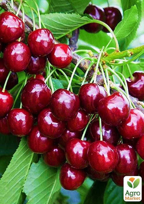 Черешня "Рита" (літній сорт, ранній термін дозрівання)