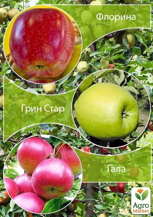 Дерево-сад Яблуня "Грін Стар+Гала+Флоріна"