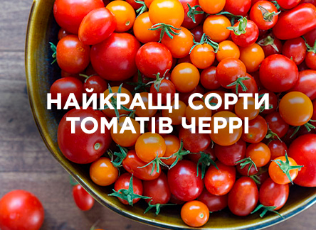 Як вибрати найкращий сорт томатів черрі?