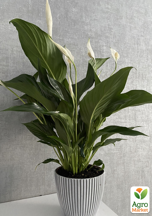 Спатіфілум «Strauss» висота 60-70см