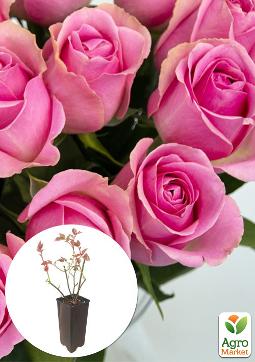 Роза чайно-гибридная "Vem" в контейнере, высший сорт